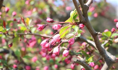 海棠開花|カイドウ（海棠）とは？花言葉などの特徴や桜との違。